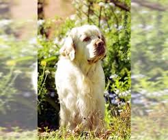 Maybe you would like to learn more about one of these? Clumber Spaniel Dogs For Adoption In Usa Page 1 10 Per Page Puppyfinder Com
