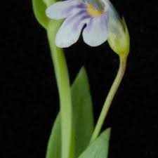 Image result for Crepidorhopalon goetzei