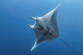 Directed fishing is, as the name refers, that which is focused on the capture of any particular species. Wild Personalities Giant Manta Ray Lindblad Expeditions National Geographic