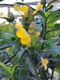 Image result for Barleria holubii