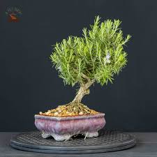 Image result for rosemary bonsai
