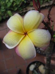 If you like plumeria for 2018, you might love these ideas. Pin By Kylee B On Flowers Frangipani Plumeria Tropical Plants
