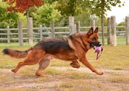 German shepherd puppies for sale should be outgoing, friendly, and inquisitive. 5 Things To Know About German Shepherd Dogs
