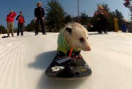 Go Opossum Cool Lift Pass Cute Animals Cute Animal Pictures Animals Images