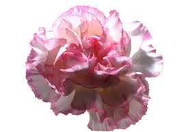 During the victorian times, carnation basically symbolizes. Grower Direct Flower Varieties Carnations And Mini Carnations