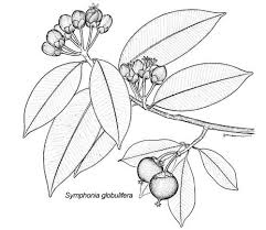 Image result for Symphonia globulifera