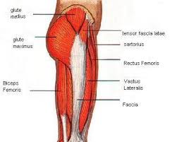The femur may also rotate around its axis about 90 degrees at the hip. Hip Muscles Pictures And Exercises