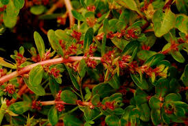 Image result for Rotala gossweileri