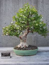 Specific bonsai care guidelines for the crepe myrtle. 16 Best C Myrtle Bonsai Ideas Bonsai Crape Myrtle Bonsai Tree
