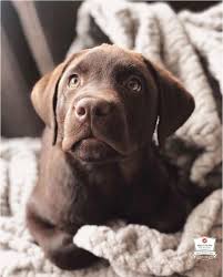Pin On Chocolate Labs