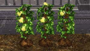 The Sims 3 Life Fruit Info
