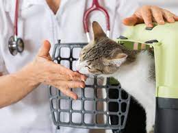 Vorteil der sehr frühen kastration ist, dass katzen und kater bereits kastriert an ihre neuen besitzer abgegeben werden können und eine schwangerschaft komplett ausgeschlossen werden kann. Ab Wann Katze Kastrieren Lassen Das Richtige Alter