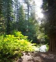 Check spelling or type a new query. Grove Of The Patriarchs Mount Rainier National Park 2021 All You Need To Know Before You Go With Photos Tripadvisor