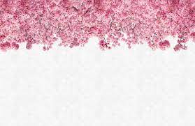 Sakura, inazuma, shrine, genshin impact, cherry blossom < > 34 comments creepurr jul 14 @ 12:01am is there a mp4 format for this? Pink Sakura Cherry Blossom Wallpaper Mural Hovia