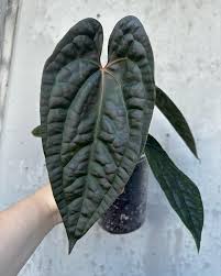 Image result for Sonchus luxurians