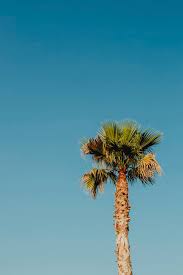 To get more templates about posters,flyers,brochures,card,mockup,logo,video,sound,ppt,word,please visit pikbest.com. Hd Wallpaper Green Palm Tree Under Blue Sky Beautiful Coconut Tree Day Wallpaper Flare