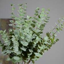 We did not find results for: Kunstliche Runde Blatter Gold Geld Blatter Eukalyptus Blatter Simulation Pflanze Blume Buy Simulation Plant Flower Eucalyptus Leaves Gold Money Leaves Product On Alibaba Com