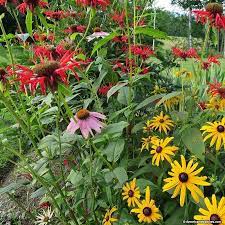 Pin On Gardening And Plants