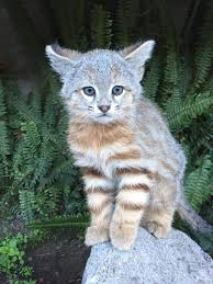 Colocolo (animal) synonyms, colocolo (animal) pronunciation, colocolo (animal) translation, english dictionary definition of colocolo (animal). Mundo Felino Gato Colocolo Facebook
