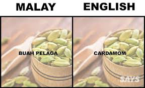 Labisia pumila benth famili : Ciku In English