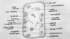 Plant cells can be larger than animal cells. How To Draw Plant Cell For Class 9 Plant Cell Diagram Step By Step à¤ª à¤¦à¤ª à¤• à¤¶ à¤• à¤• à¤¸ à¤°à¤šà¤¨ à¤• à¤š à¤¤ à¤° Youtube