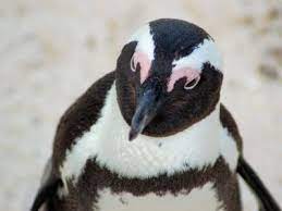 African penguins can reach speeds of up to 20 km/h while hunting, and can dive as deep as 60 m for 2.5 what was your first experience in seabird research and how did you get that opportunity? Who Knew 7 Amazing Facts About African Penguins For World Penguin Day Lion World Travel