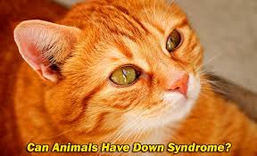 Can Animals Have Down Syndrome Biology Explorer