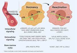 Hi jd, i'm not sure why the term metastatic was only used recently. Molecular Principles Of Metastasis A Hallmark Of Cancer Revisited Signal Transduction And Targeted Therapy