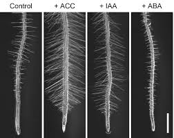 We did not find results for: A Gene Regulatory Network For Root Hair Development Springerlink