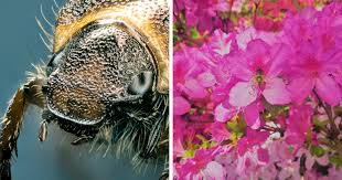 Hey Pandas, Post Your Best Macro Nature Shot (Closed)