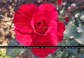 The crested moss rose, otherwise known as cheapeau de napoleon, or rosa centifolia cristata, and blooms with a pure, deep and exceptionally pink color. Rose Rosa Centifolia Medicinal Properties Benefits Dosage