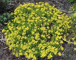 Image result for Cineraria deltoidea