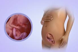 Jika kenaikan berat badan bayi tidak sesuai dengan yang seharusnya, artinya bayi mengalami gangguan pada pertumbuhannya. Pembentukan Embrio Minggu Demi Minggu Perkembangan Janin Dalam Kandungan Menurut Minggu Pemeriksaan Selama Kehamilan