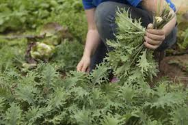 Walmart.com has been visited by 1m+ users in the past month How To Grow Arugula And Use It In Greek Cooking