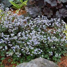 Image result for Sanicula