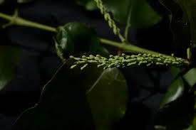 Image result for Helixanthera