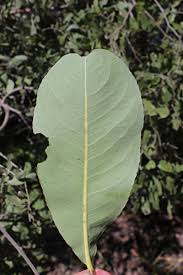 Image result for Ochna gambleoides
