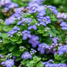 Image result for Ageratum