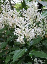 Image result for Oldfieldia