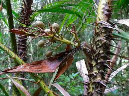 Image result for Calamus deerratus