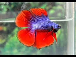The metallic color of the scale similar to. Different Types Of Betta Fish Complete Guide Fish Care