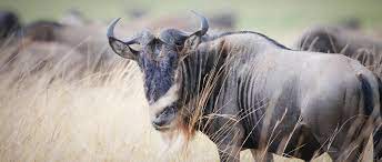 Two blue wildebeest in a territorial confrontation. Wildebeest African Wildlife Foundation