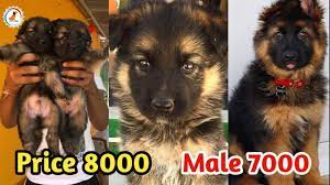Welcome to india's most trusted dog marketplace to puppies for sale. German Shepherd Puppy For Sale German Shepherd Puppy 8000 Only Cheapest Price Puppy Youtube