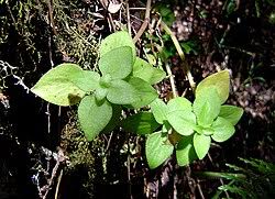 Image result for Crassula alticola