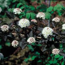 Find help and information on physocarpus opulifolius 'diabolo' ninebark 'monlo' spiraea 'diablo', including varieties and pruning advice. Physocarpus Diabolo At Wayside Gardens