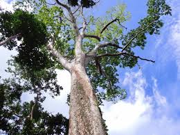 Image result for Intsia