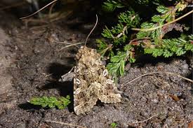 Image result for Hadena perplexa