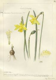 Narcissus Pseudo Narcissus Cornwall 1911 Botanical Illustration Botanical Art Botanical Illustration Vintage