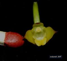 Image result for Polystachya malilaensis