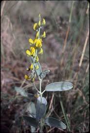 Image result for Crotalaria rhodesiae